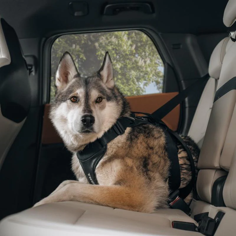 Cappy Dog Car Harness - L - Image 6