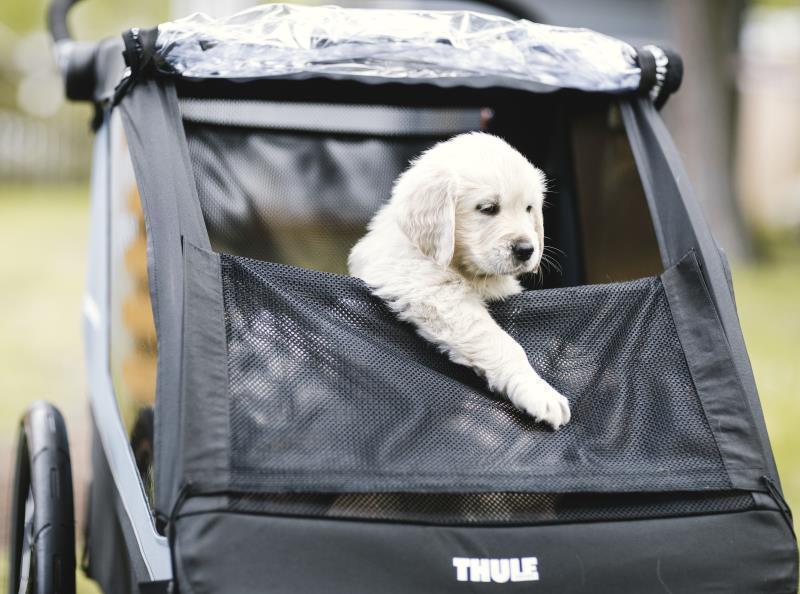 Courier Pet Kit - Image 4