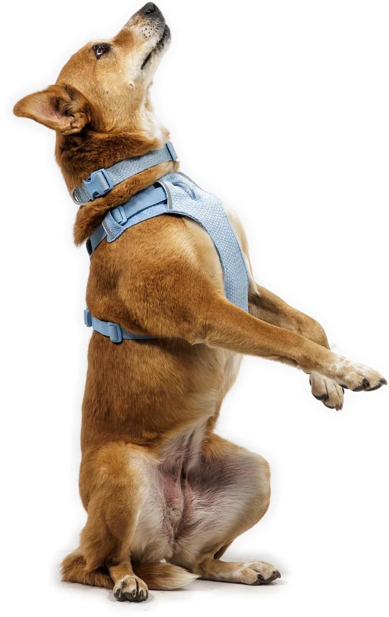 Front Range Flex Harness - Image 12