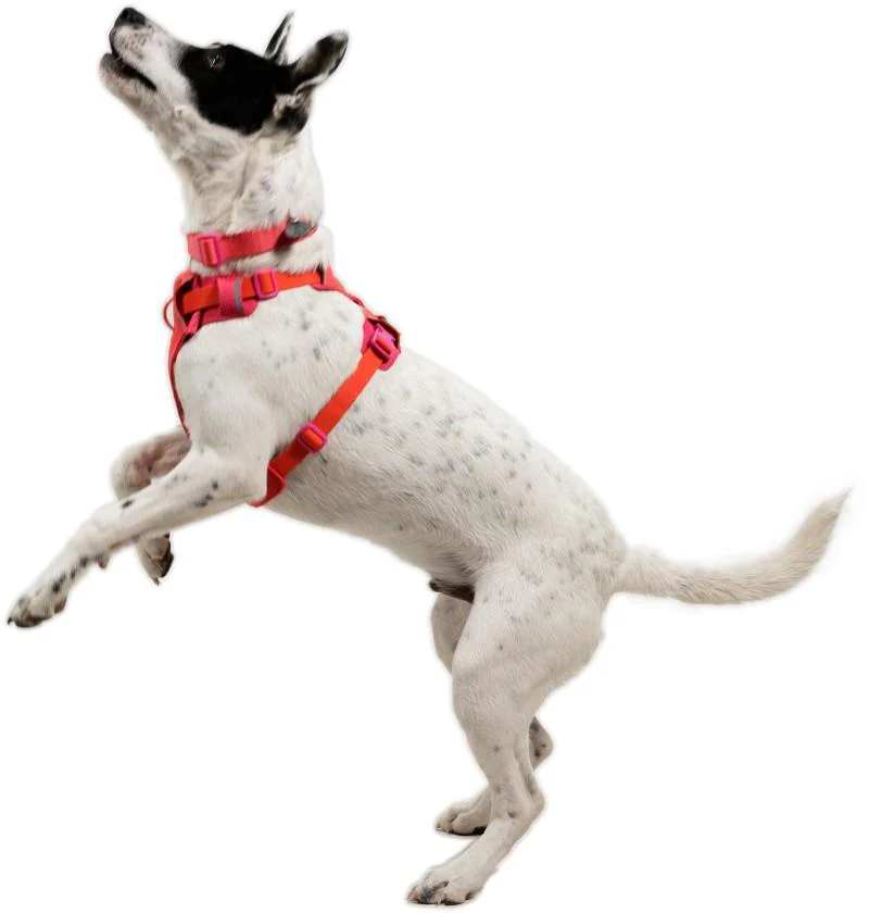 Front Range Flex Harness - Image 23