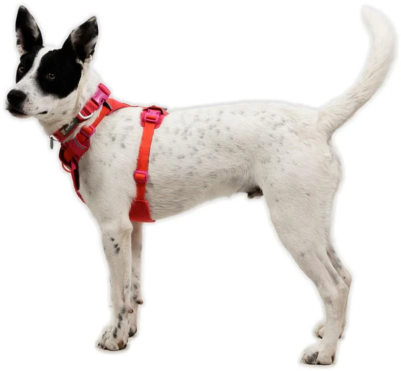 Front Range Flex Harness - Image 24