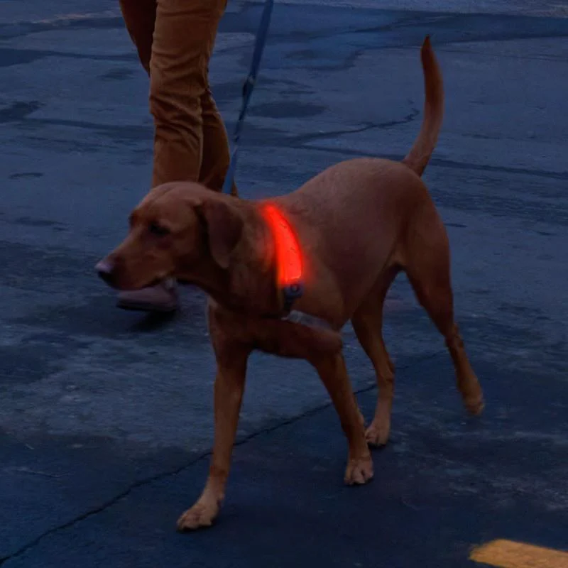 NiteDog Rechargeable LED Collar Cover - Disc-O Select - Image 5