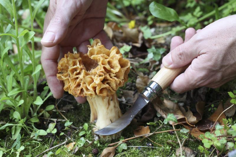 No.8 Mushroom Knife - Image 6