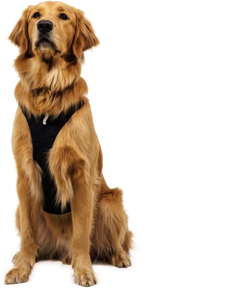 Ridgeline Harness - Image 7