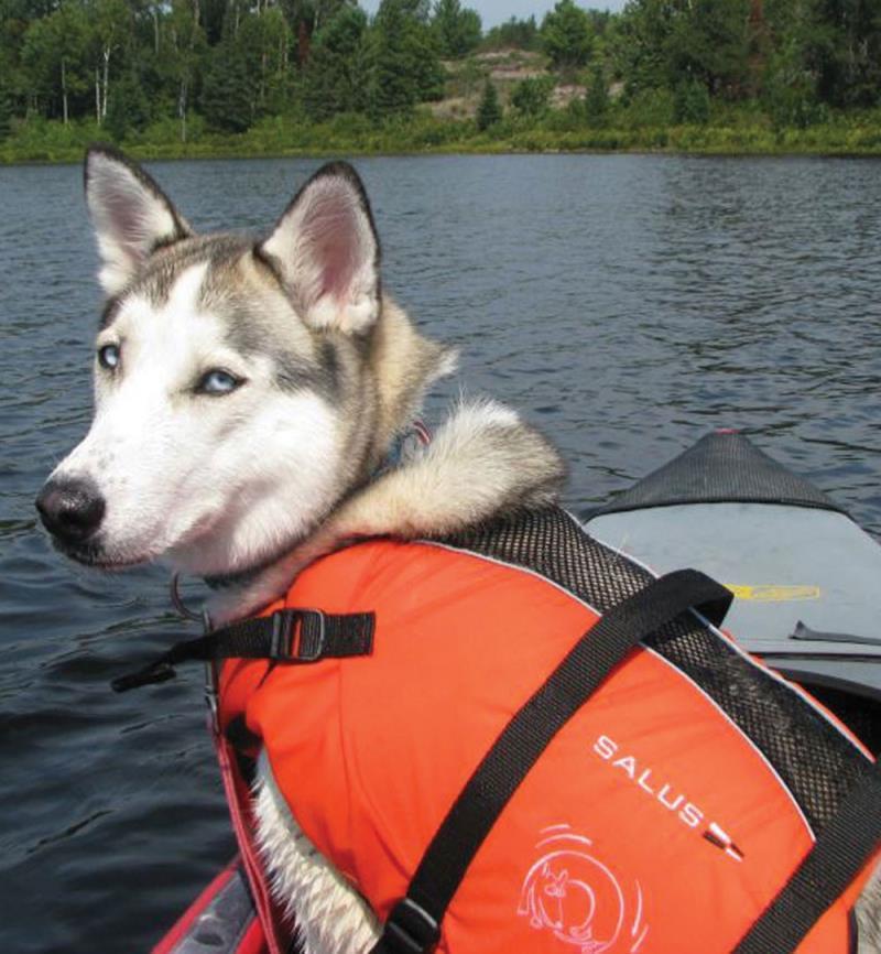 Skippy Dog Vest - L-XL - Image 4