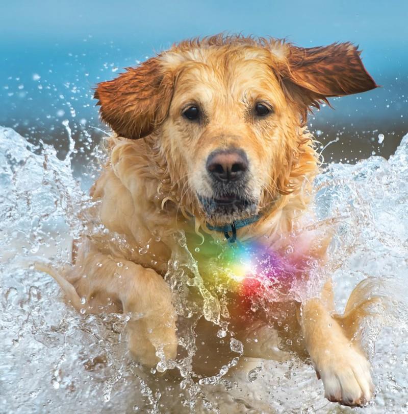 SpotLit Splash Waterproof Rechargeable Collar Light - Disc-O Tech - Image 3